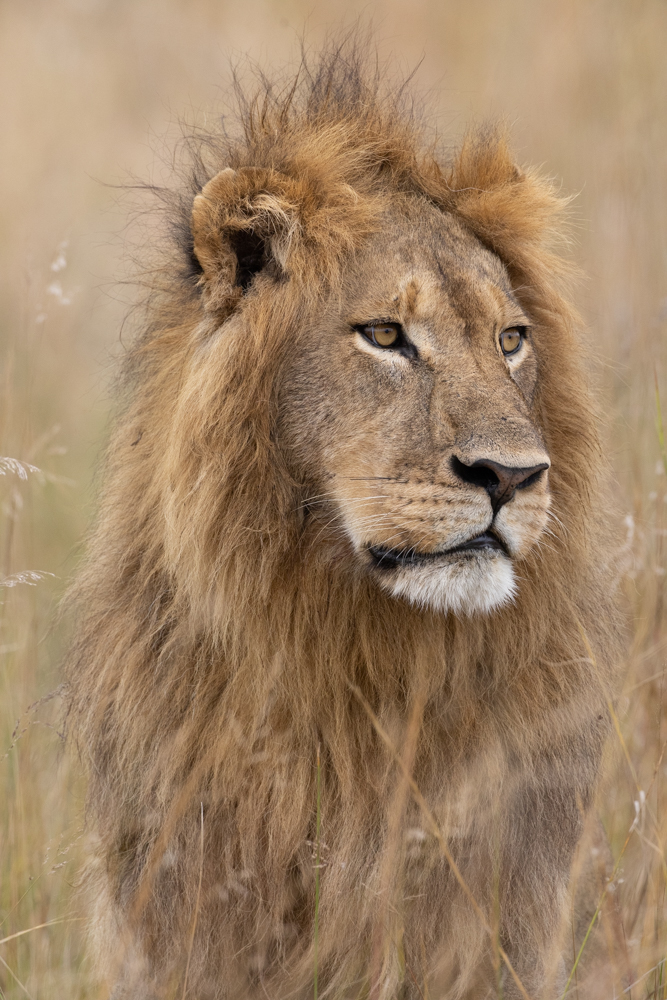 Lion Panthera leo.jpg