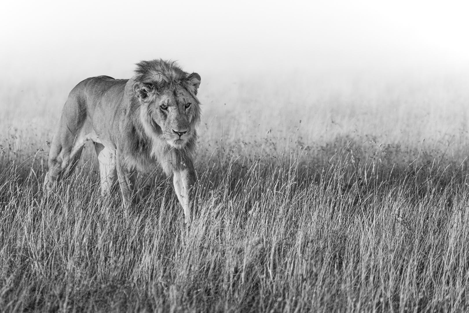 Lion stalking.jpg