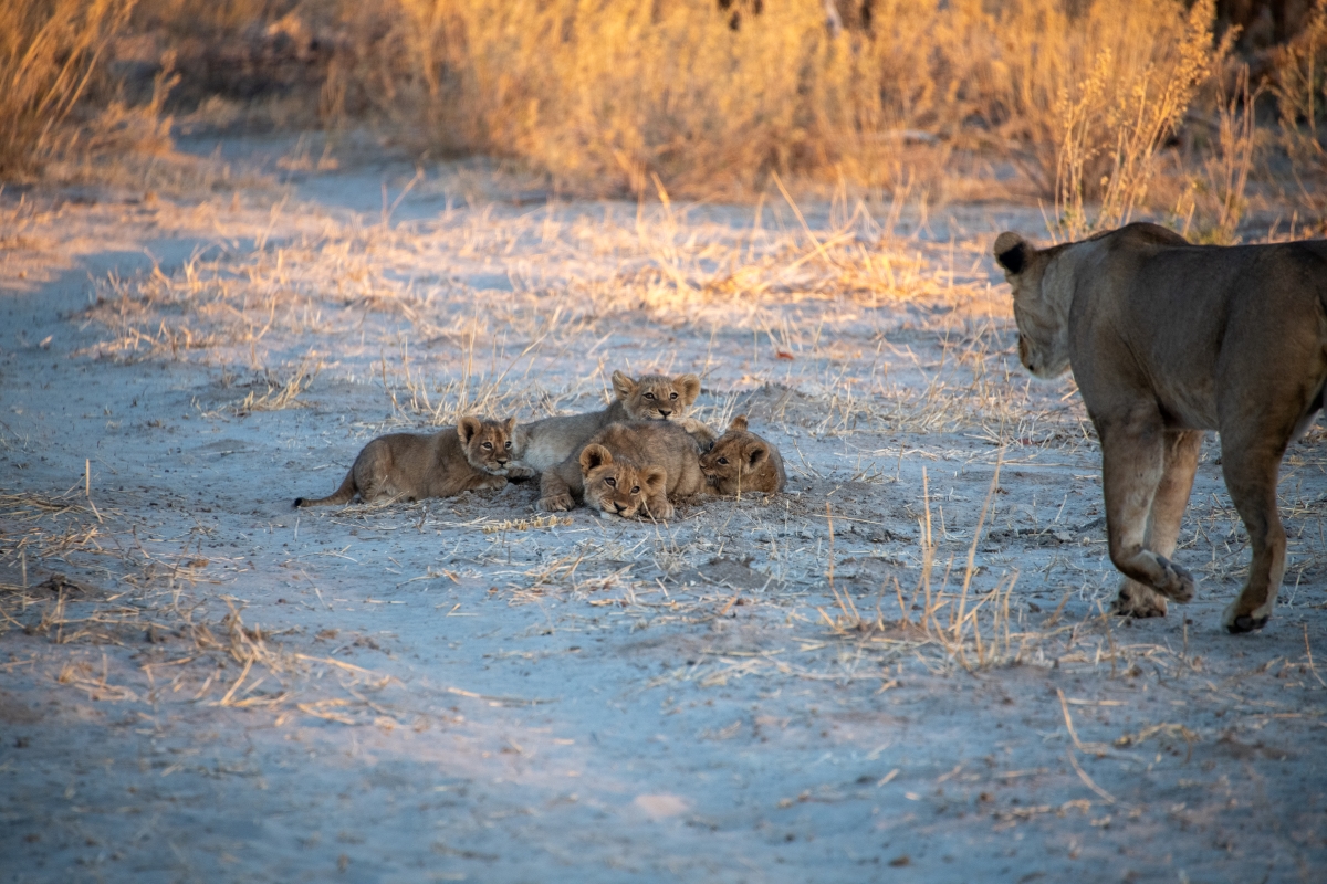 Lion_family.jpg