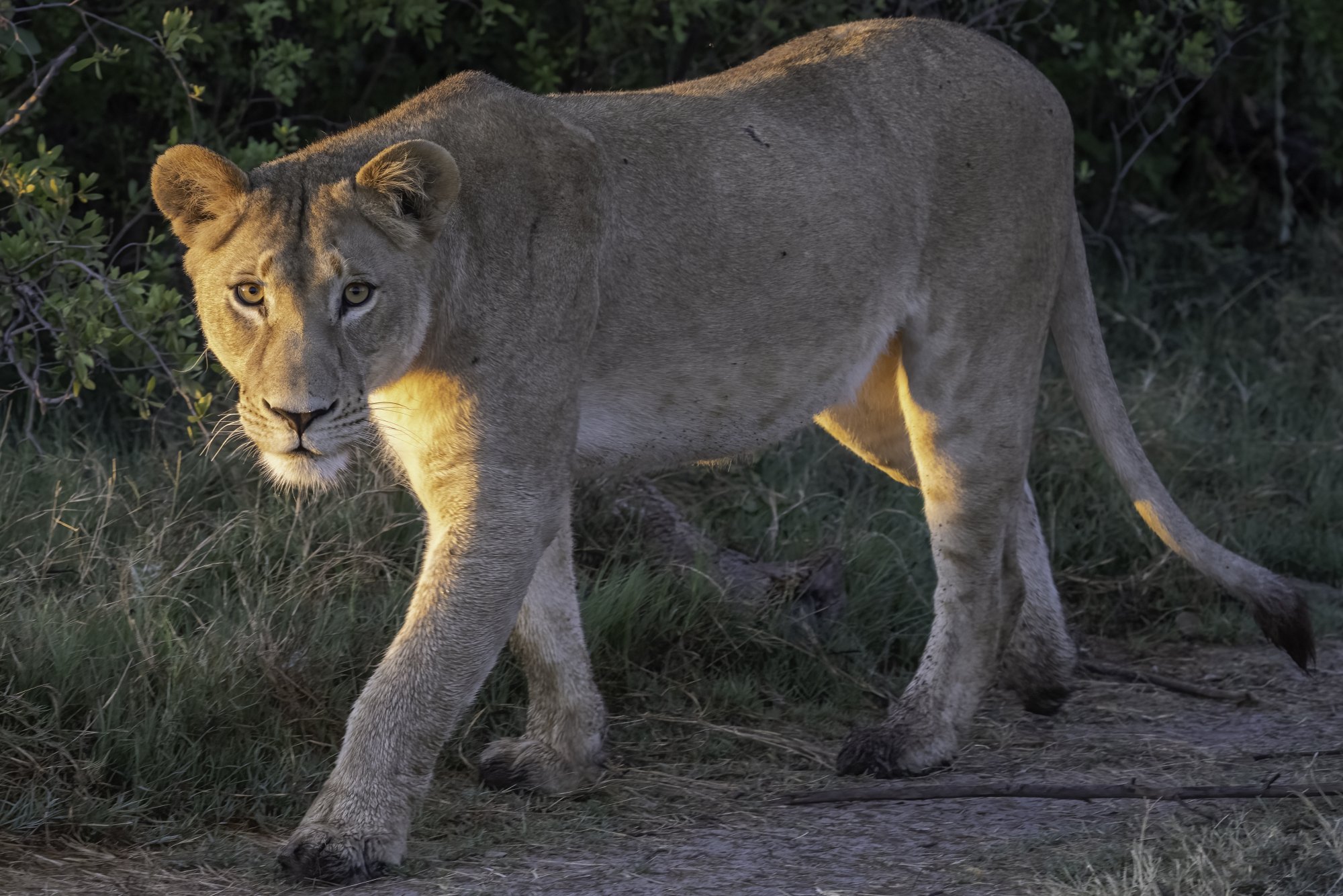Lioness hunting in early morning 11012021 3.jpg