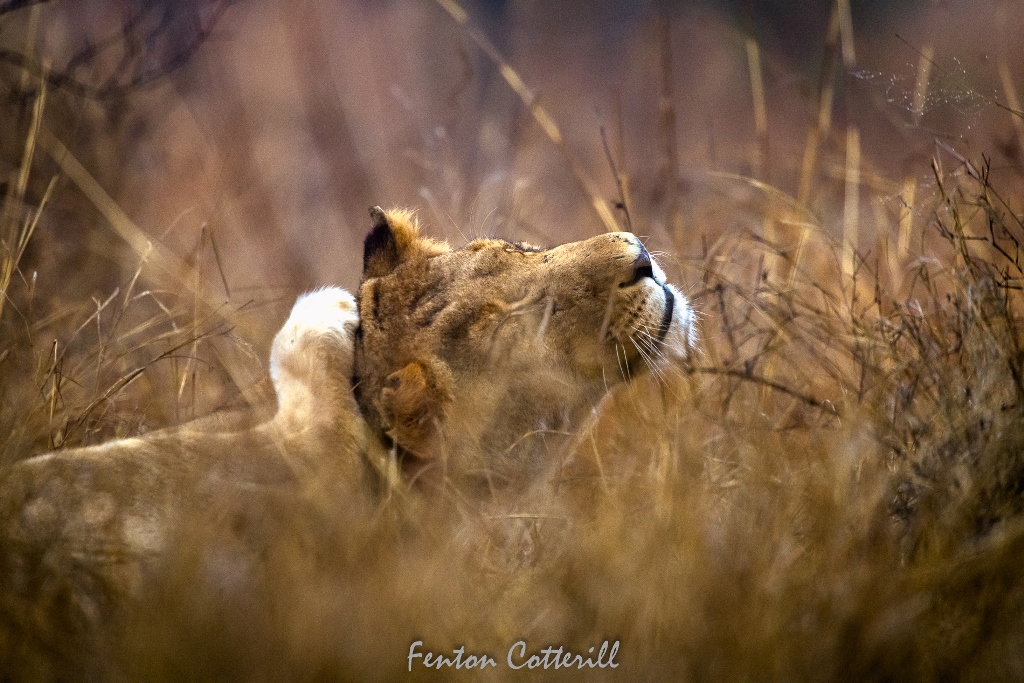 Lioness in grass scratching her head Talamati Oct2021-0478.jpg
