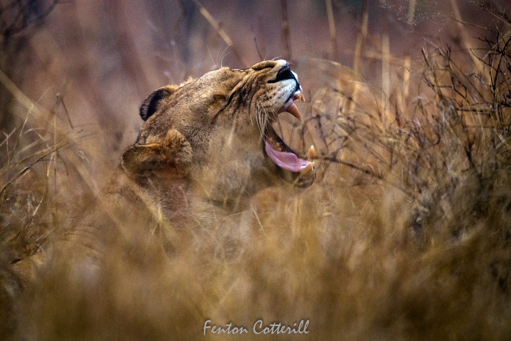 Lioness in grass yawning Talamati Oct2021-0453.jpg