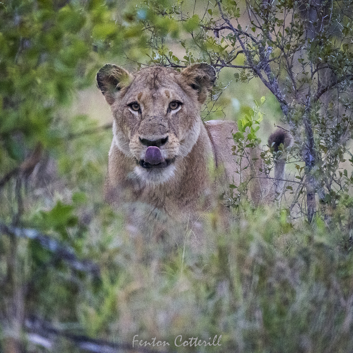 Lioness portrait mopane jesse D5_180-400 TC_2nd edit_June2022-59603.jpg