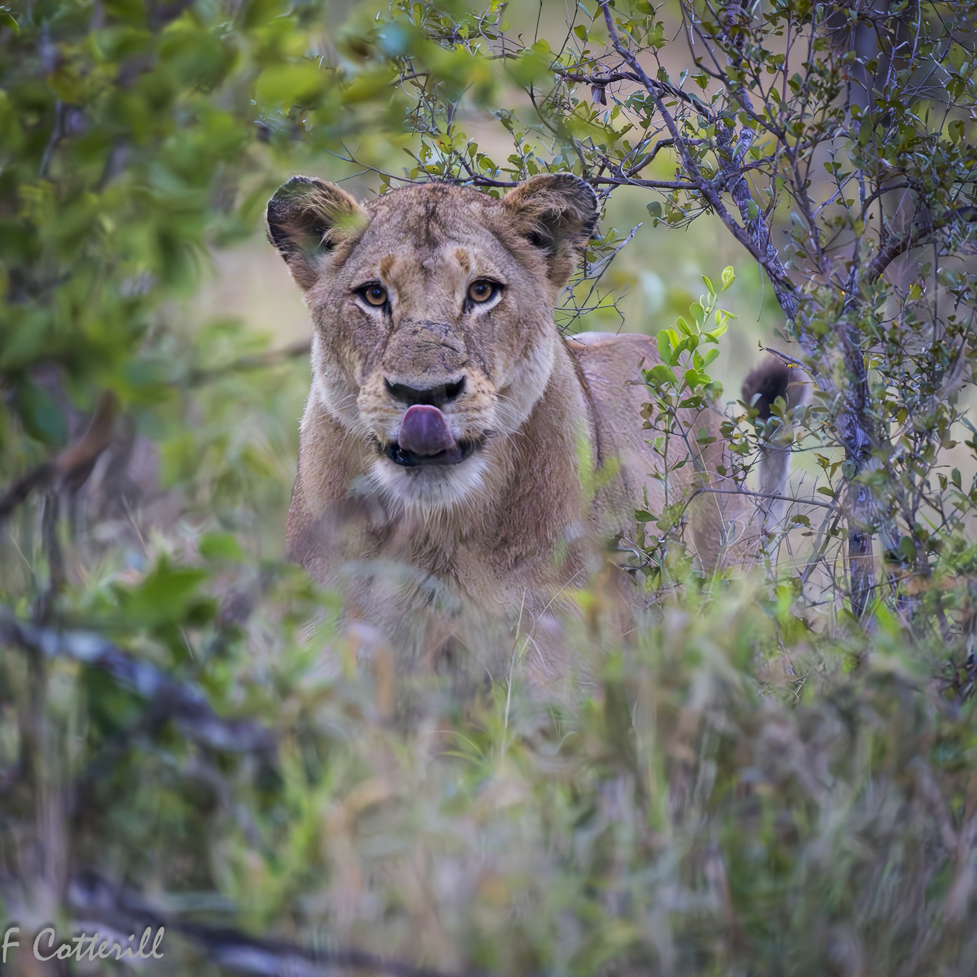 Lioness portrait mopane jesse D5_180-400 TC_3rd edit deNOISE_June2022-.jpg
