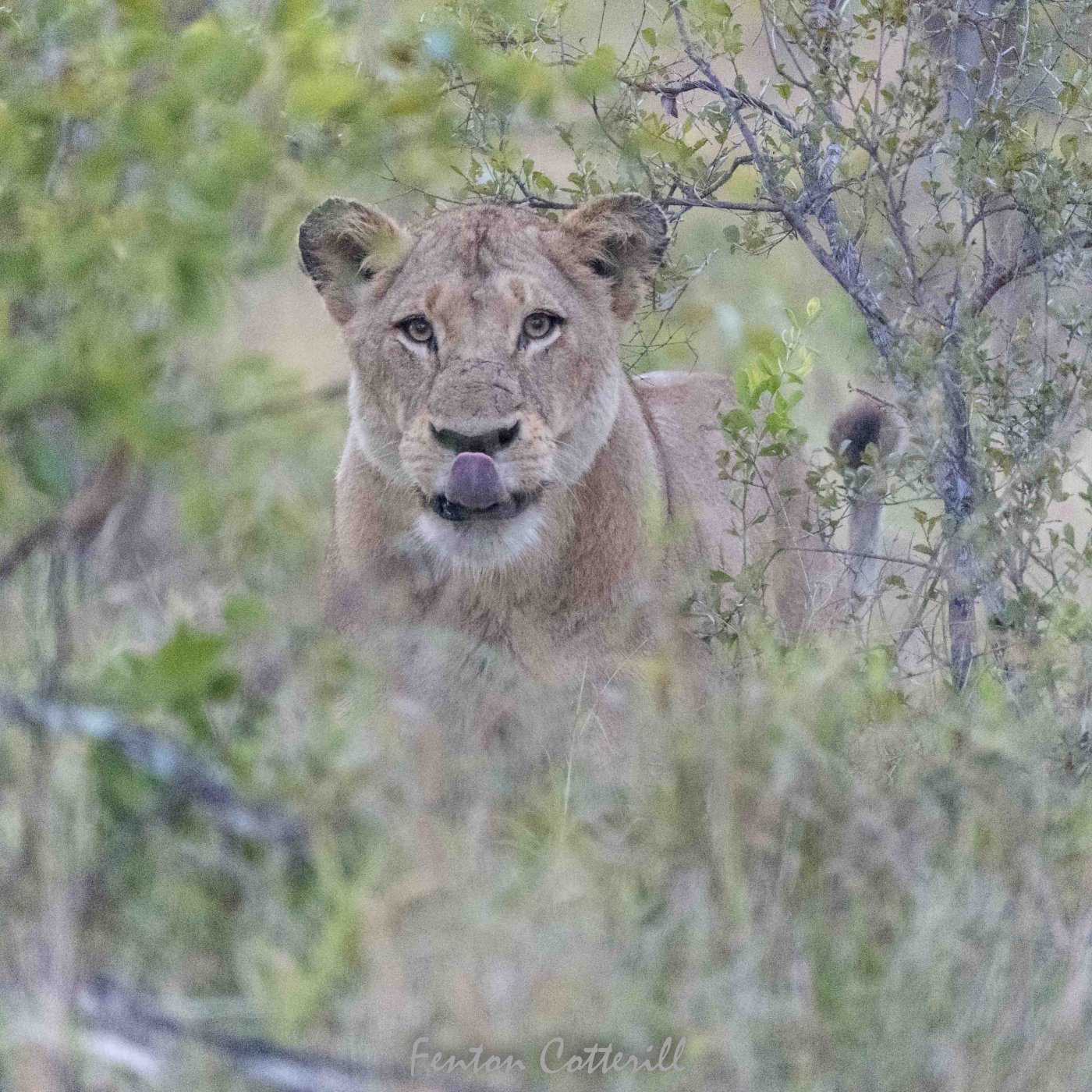 Lioness portrait mopane jesse D5_180-400 TC_June2022-59603.jpg