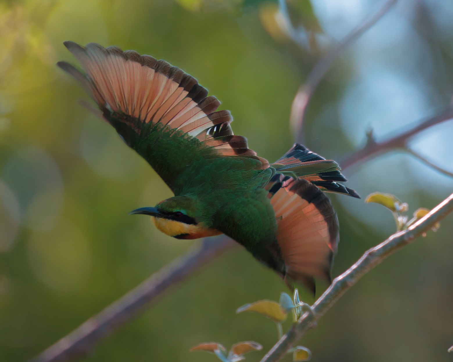 Little Bee-eater B 8858-TopazBCG.jpeg