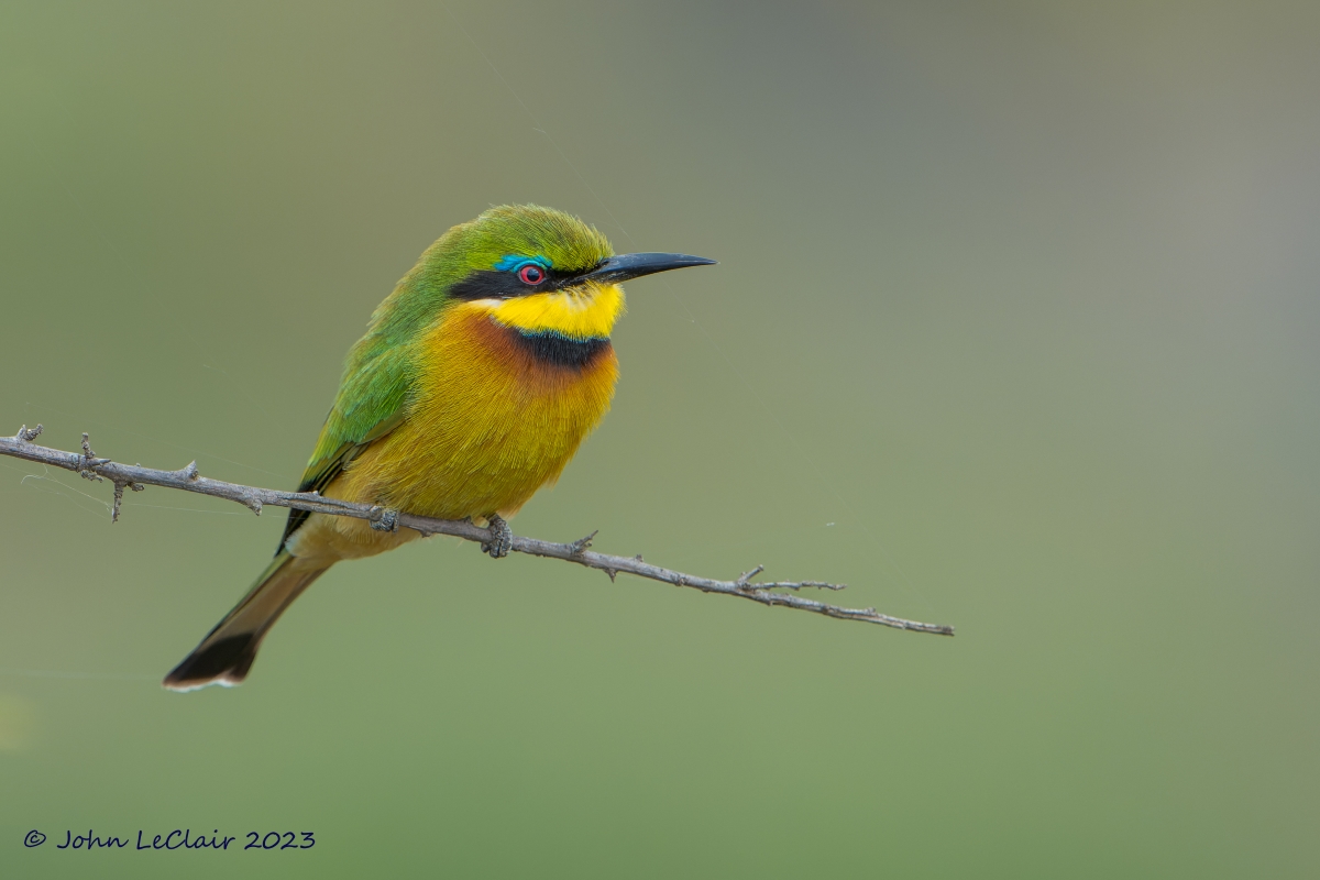 Little Bee-eater.jpg