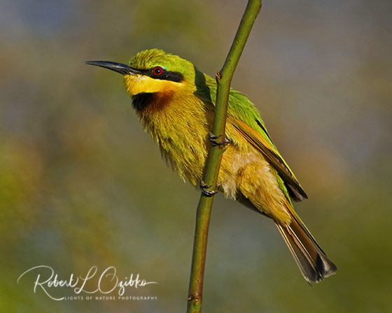 Little bee-eater, Merops pusillus pusillus.jpg
