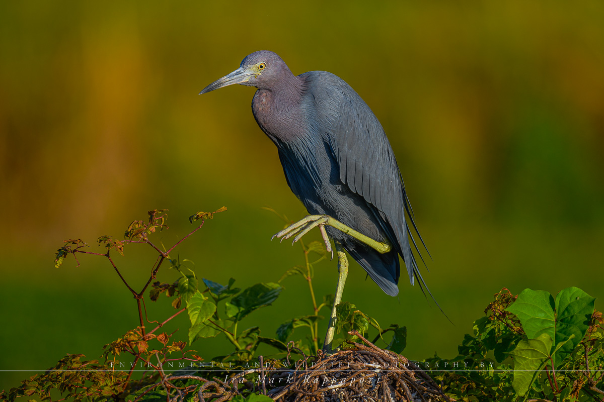 Little Blue Heron -Adult.jpg