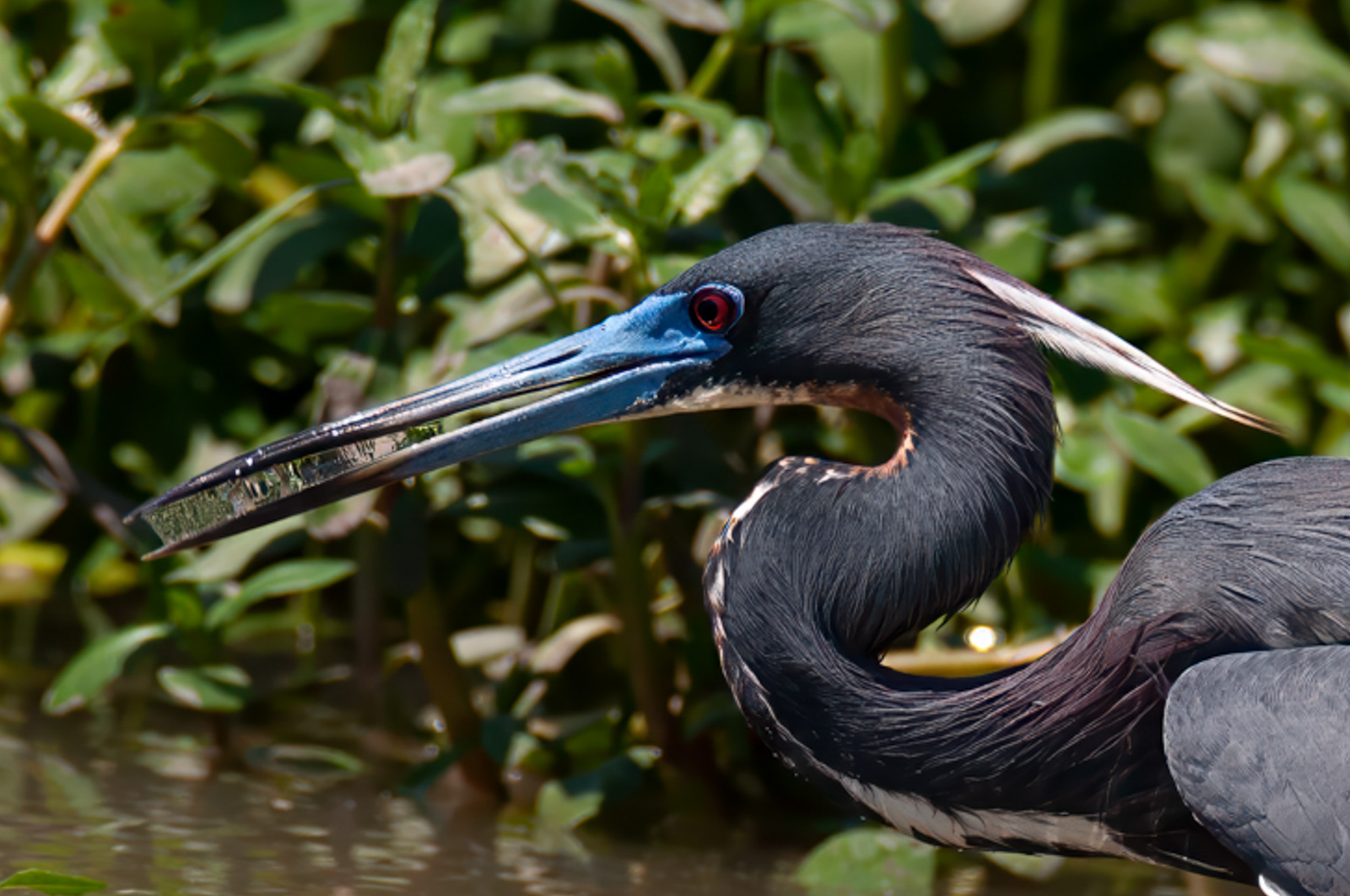 Little Blue Heron Croped.jpg