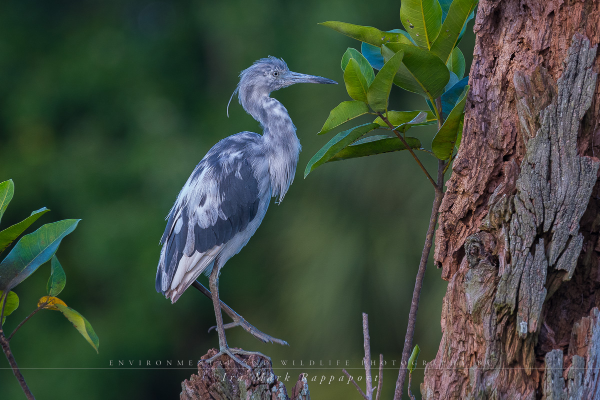 Little Blue Heron -Immature.jpg