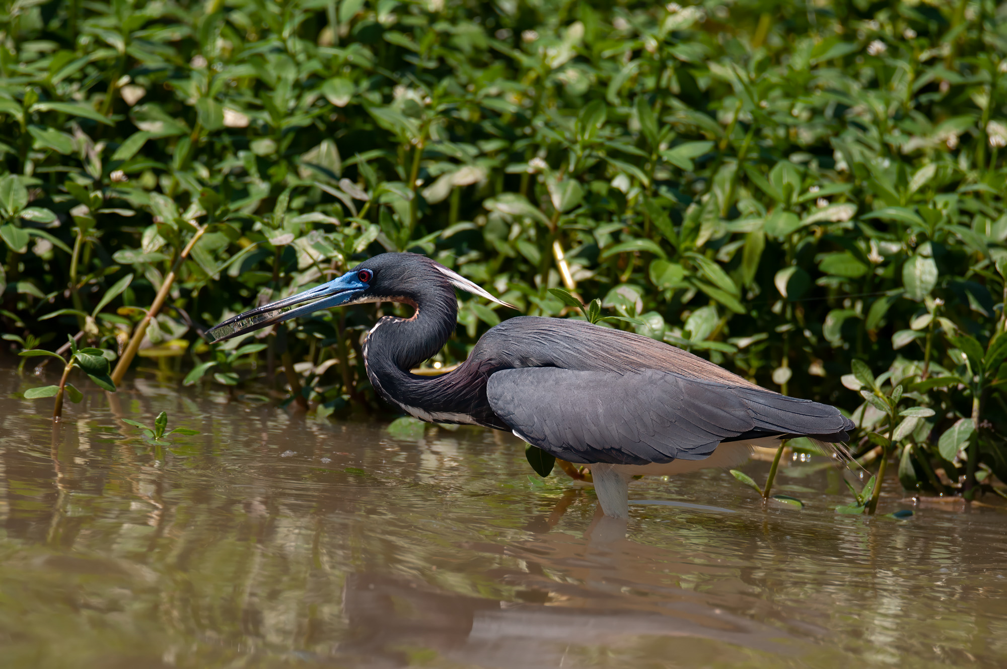 Little Blue Heron.jpg