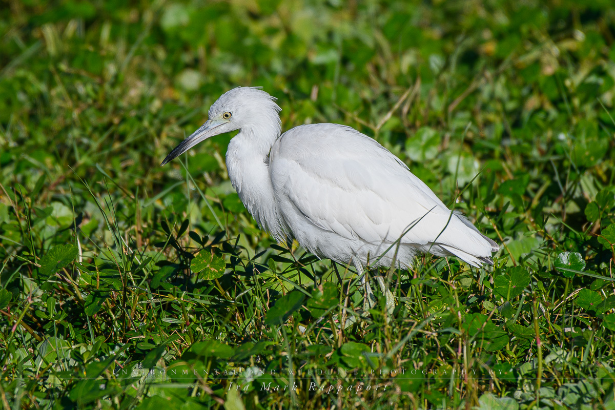 Little Blue Heron -Juvenile.jpg