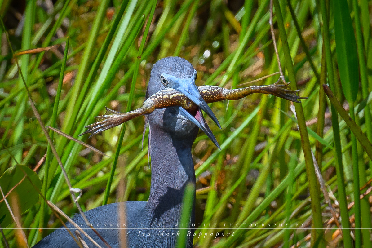 Little Blue Heron with a frog.jpg