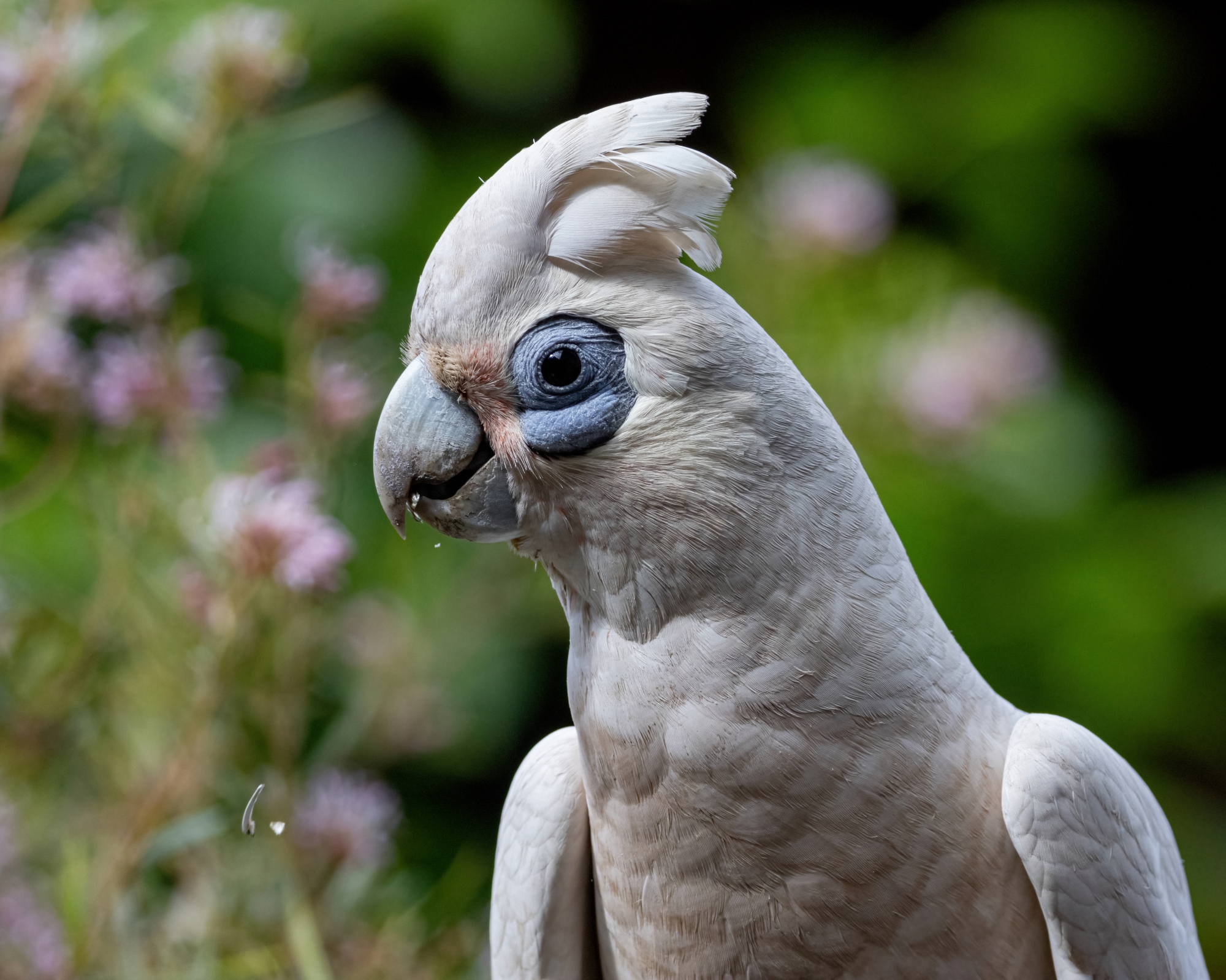 Little Corella 29 10 24-2518-DeNoiseAI-standard resize.jpg