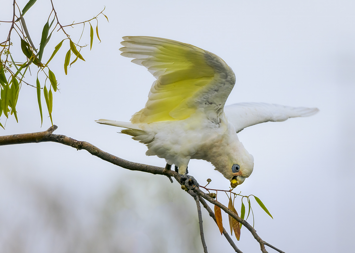 Little Corella_Feeding on gumnut.jpg