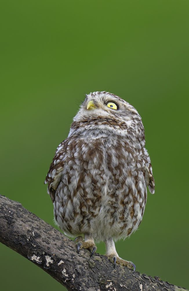 Little Owl (Danger From Above_).jpg