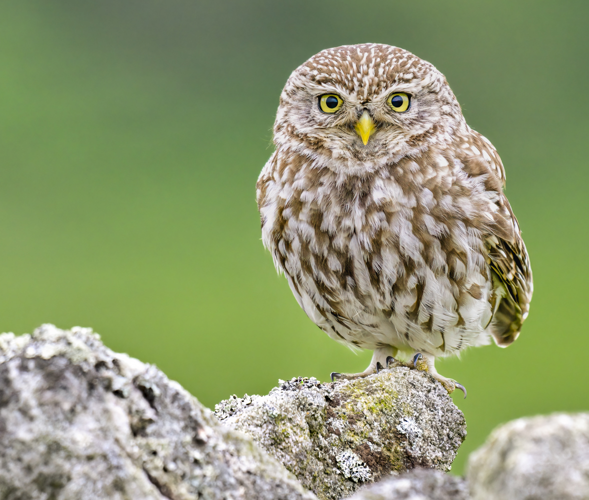 Little Owl HDR Trial.jpg