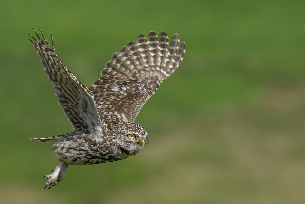Little Owl in Flight 25 May 24.jpg
