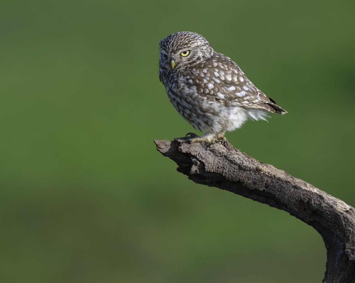 Little Owl (Male) 13 June 24.jpg