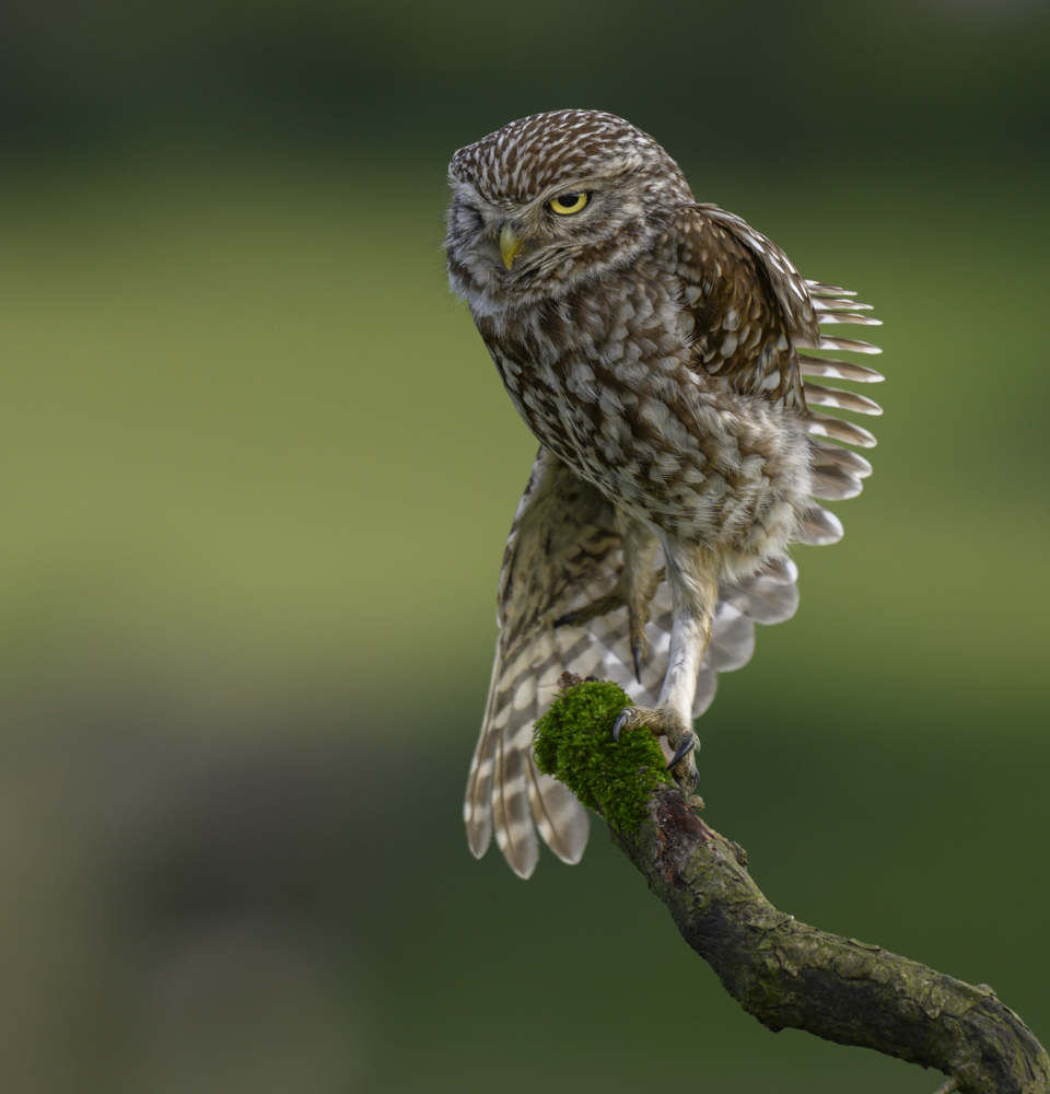 Little Owl on the streach 13 June 24.jpg