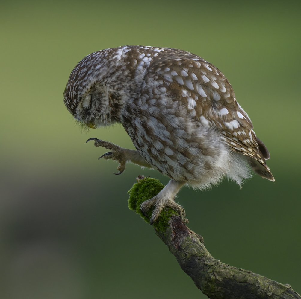 Little Owl (The Scratch).jpg