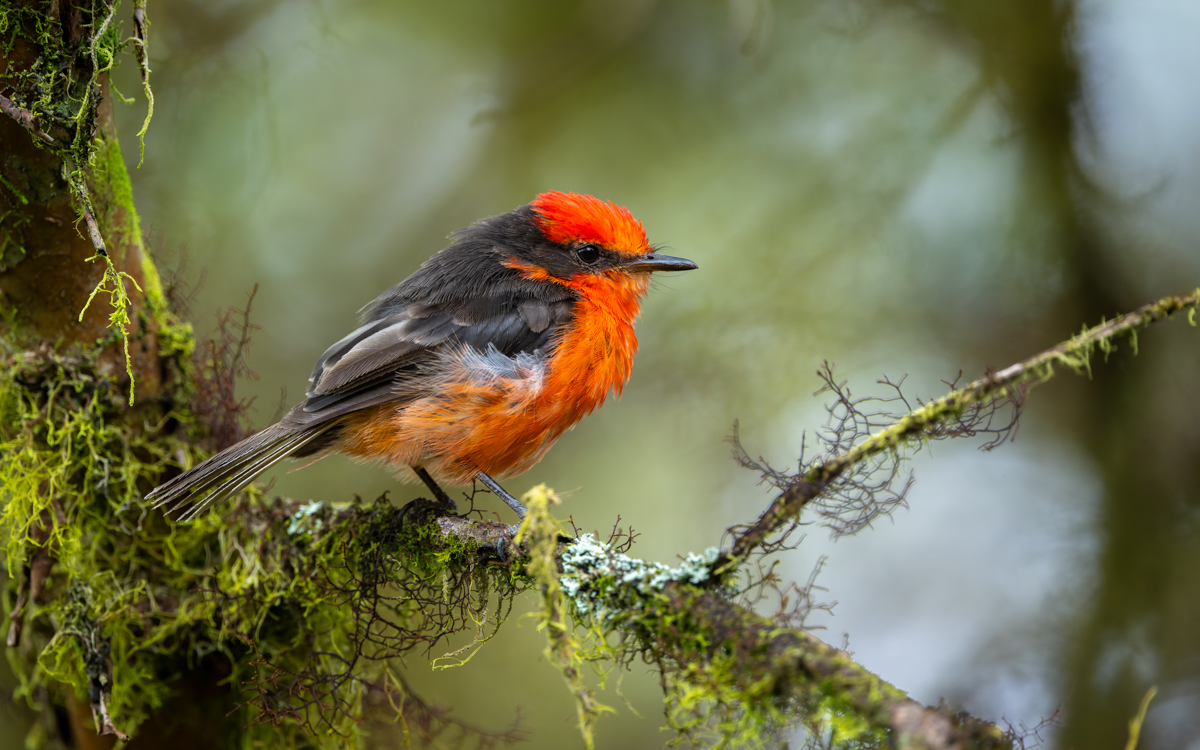 Little Vermilion Flycatcher.jpg