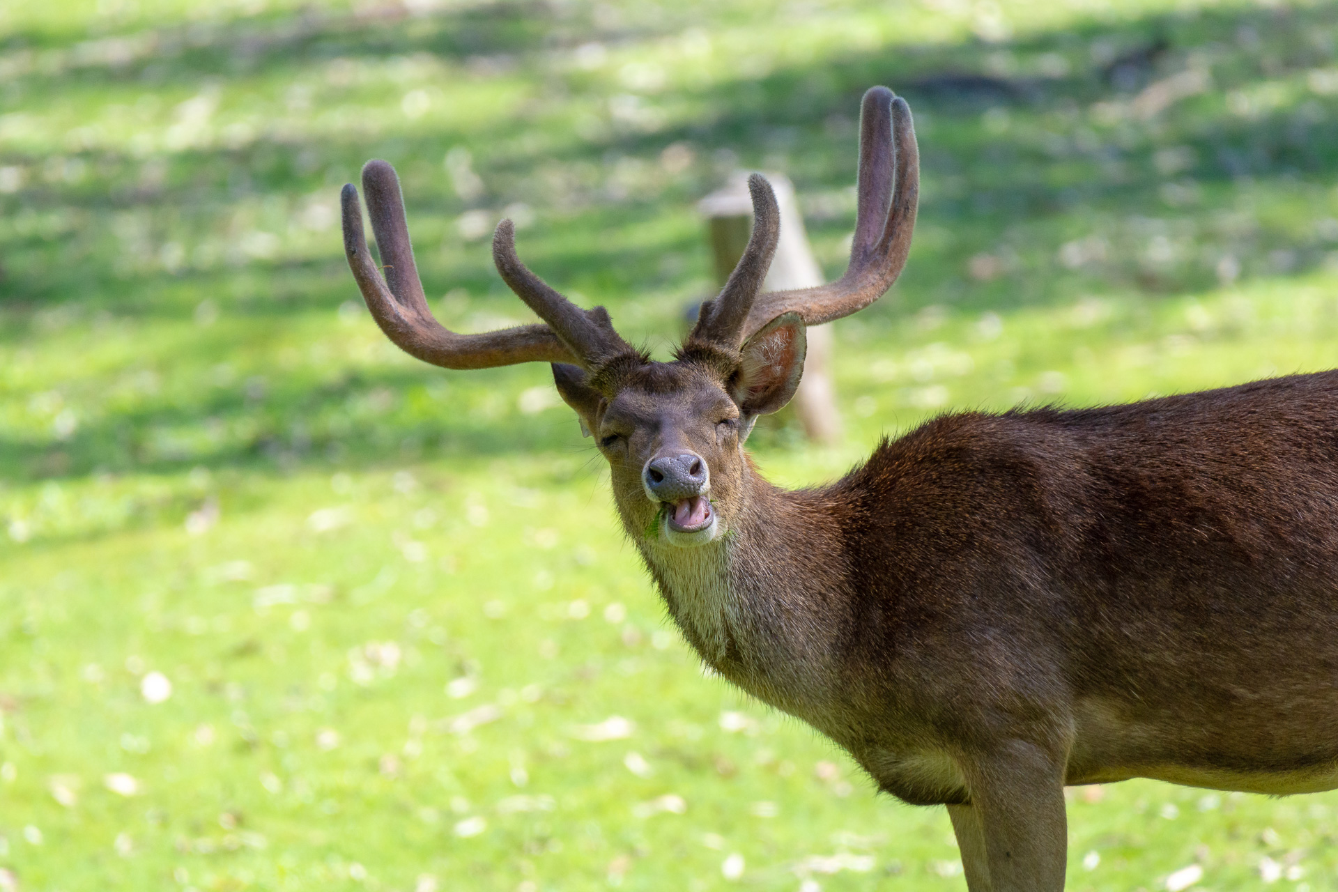 local deer-14.JPG