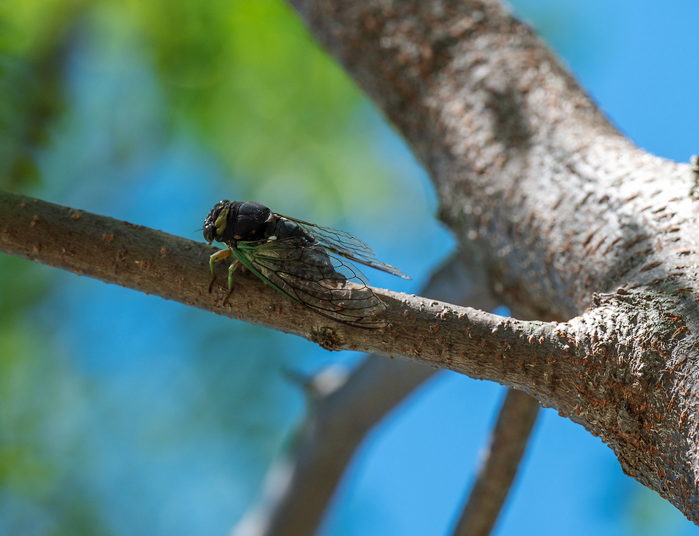 Locust in Locust tree.jpg