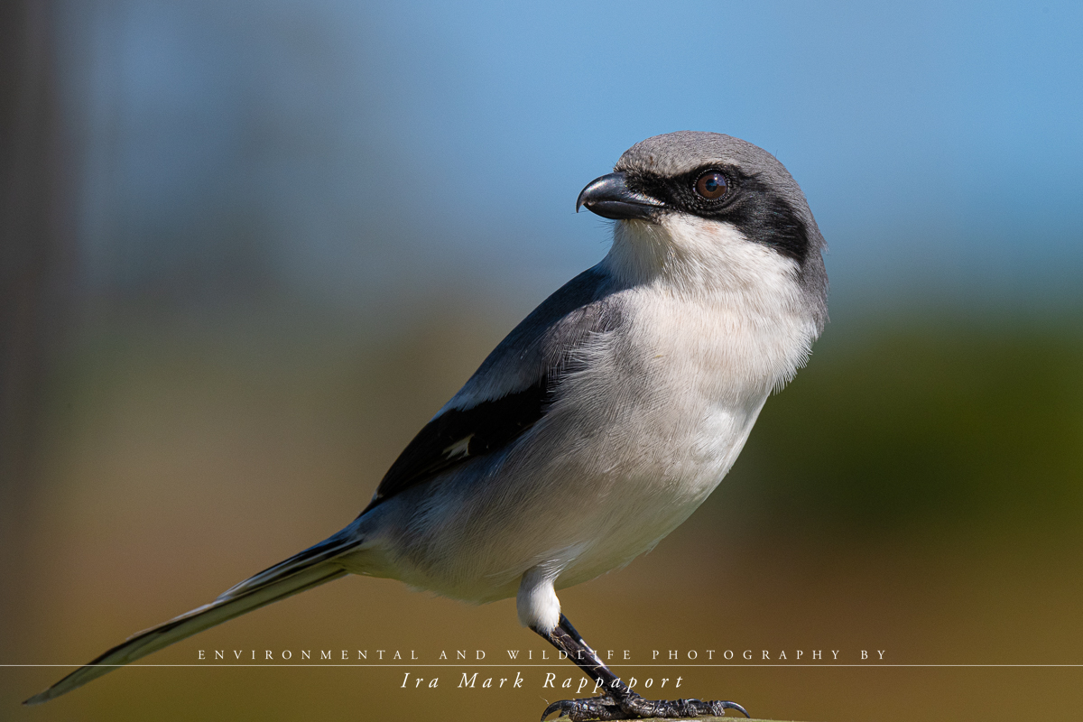 Loggerhead Shrike.jpg