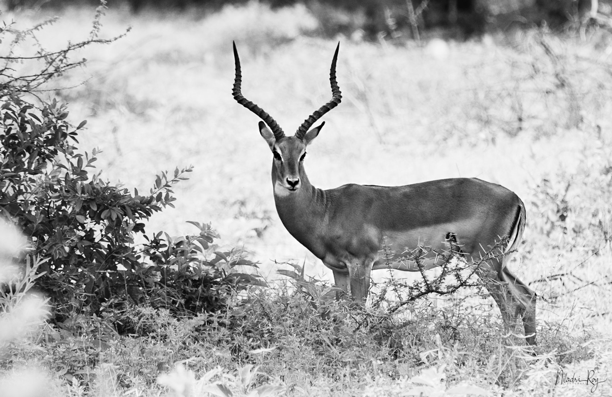 Lone Impala BW small.jpg