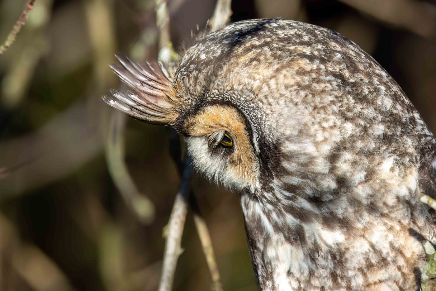 Long-eared Owl Profile-11.JPG