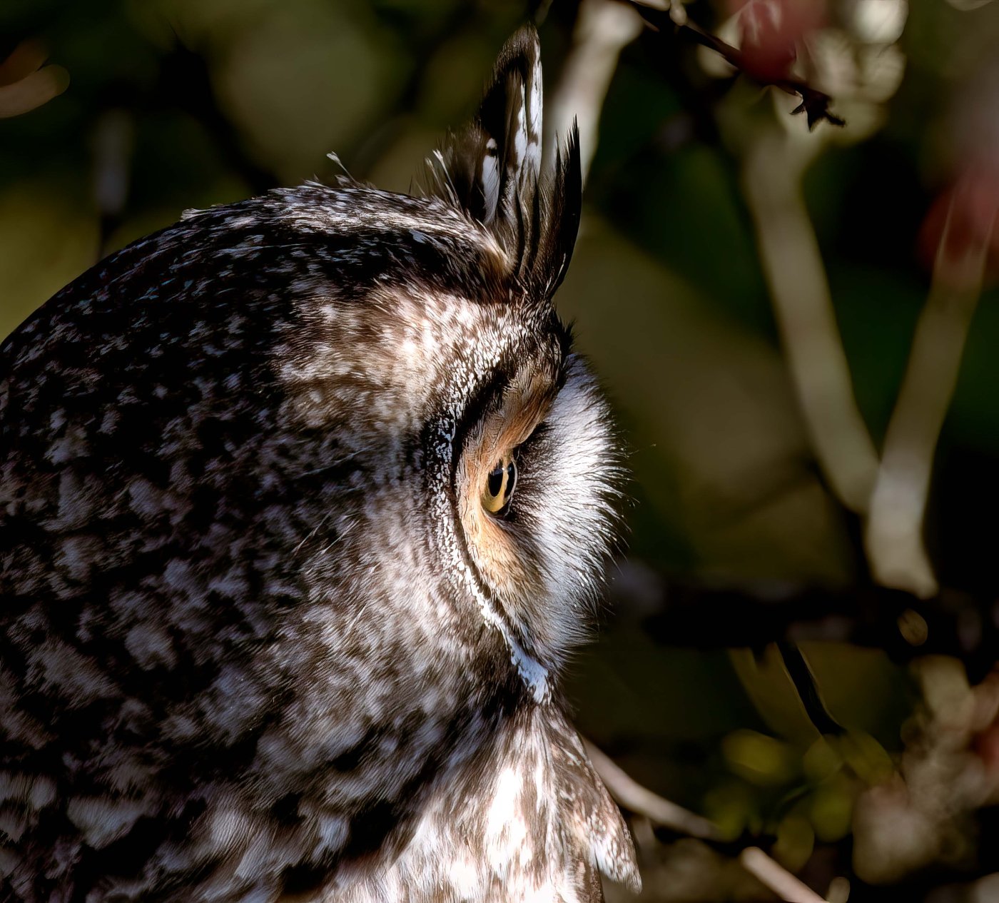 Long-eared Owl Profile-2.JPG