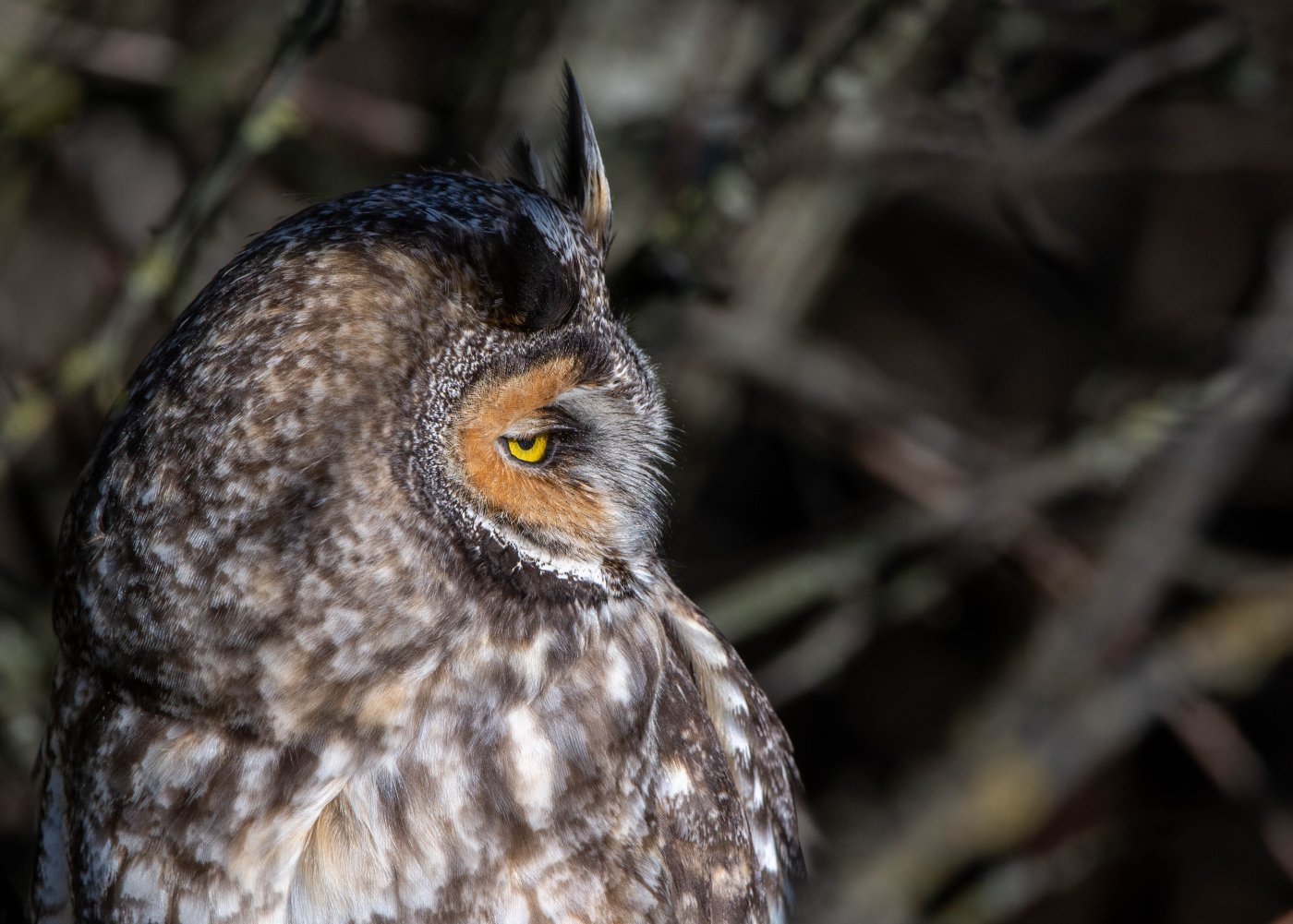 Long-eared Owl profile-3.JPG