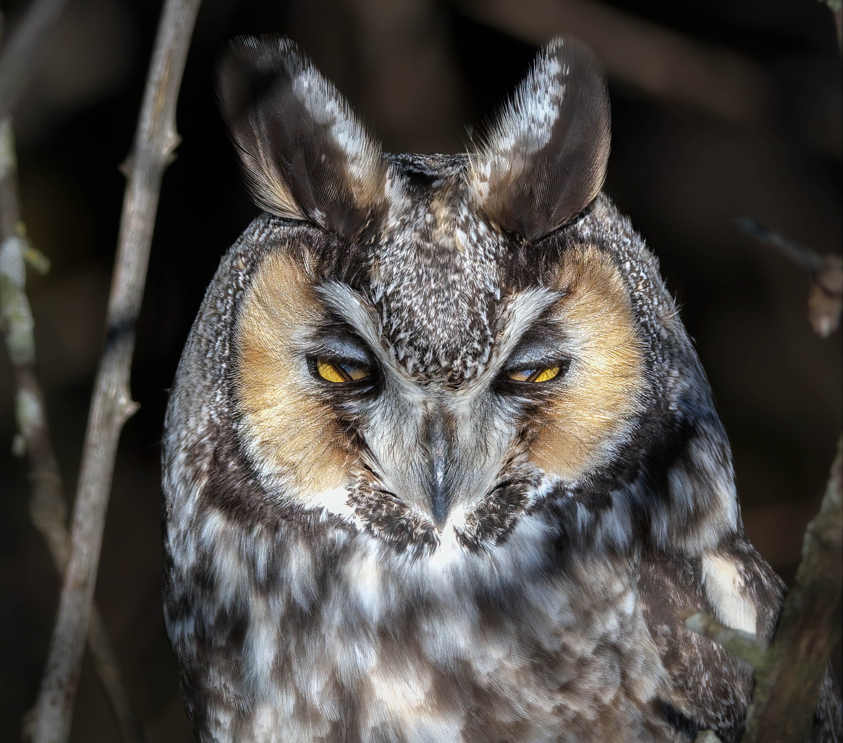 Long-eared Owl Stare.jpg