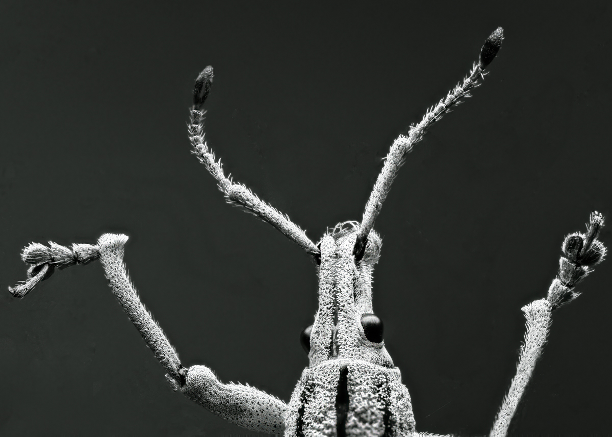 Long Nose Weevil for BCG.jpg