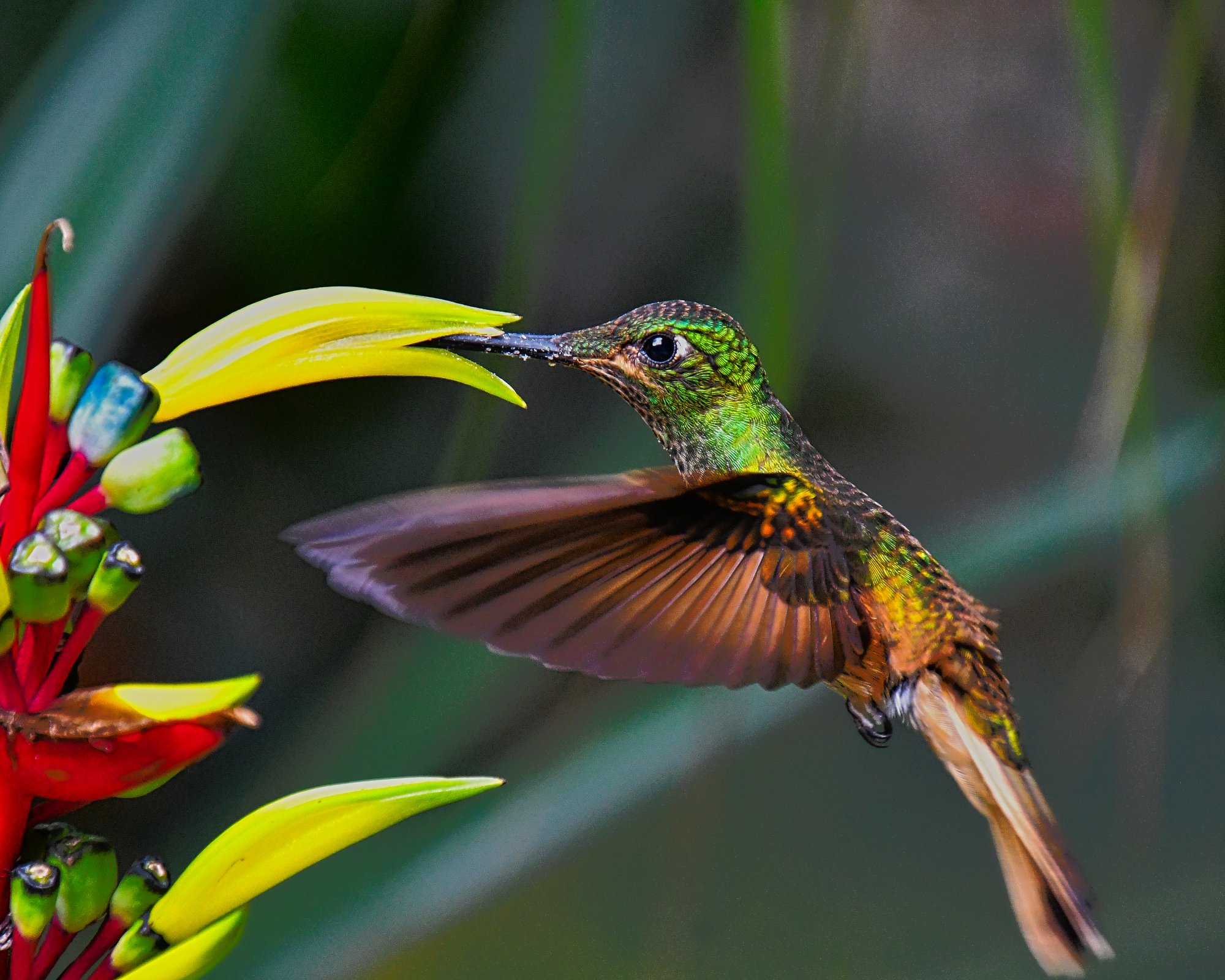 Long-tailed Sylph (Female) | Sacred Valley 1294.jpeg