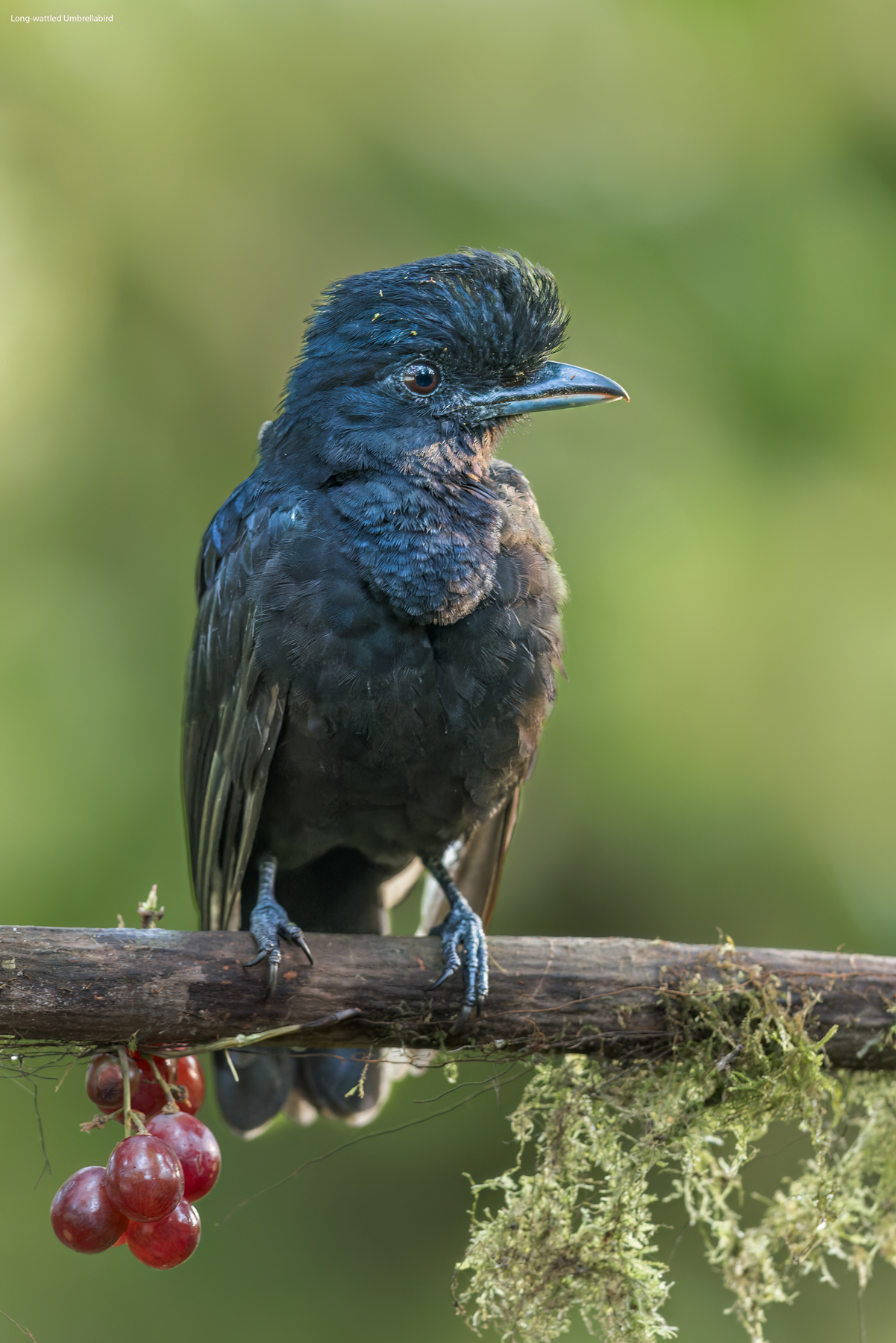 Long-wattled-Umbrellabird-Sachamatia.jpg