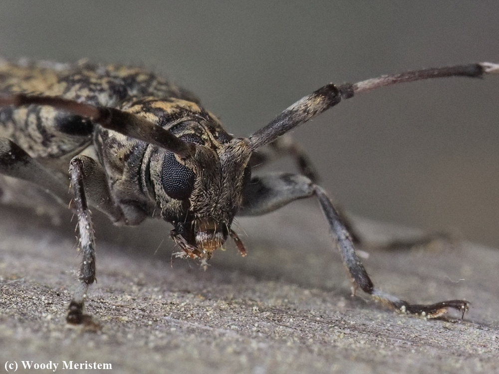 Longhorned Beetle.JPG