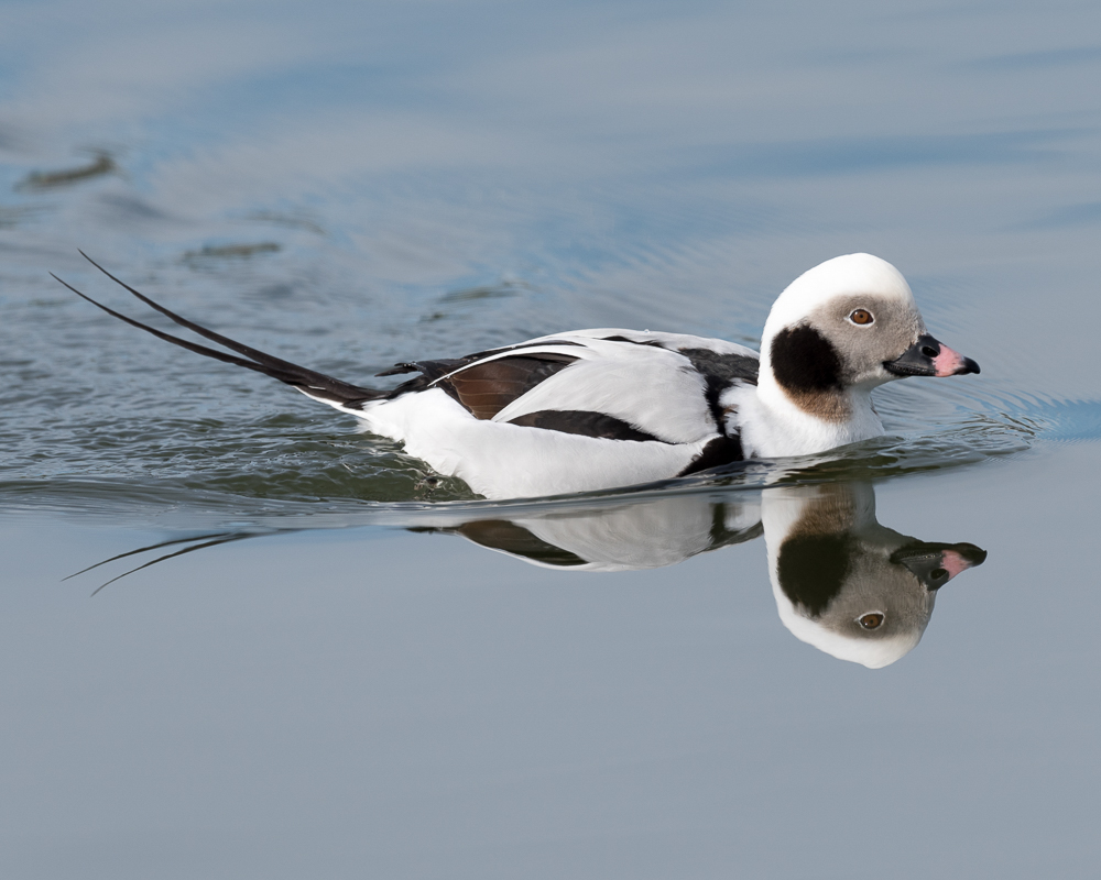 Longtail Duck  2020-2.jpg