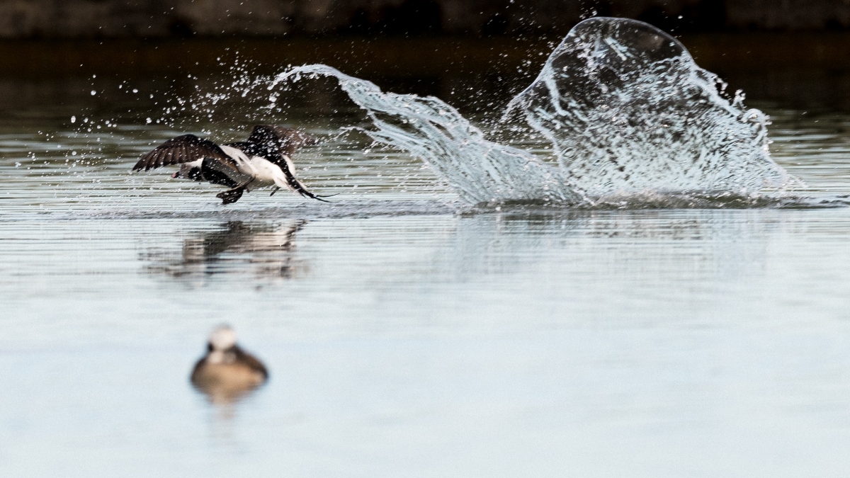 Longtail Duck  Landing 2020-6.jpg