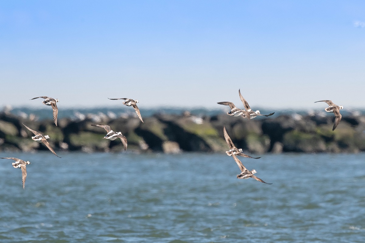Longtail Ducks in Flight-1-6 Steve.jpg