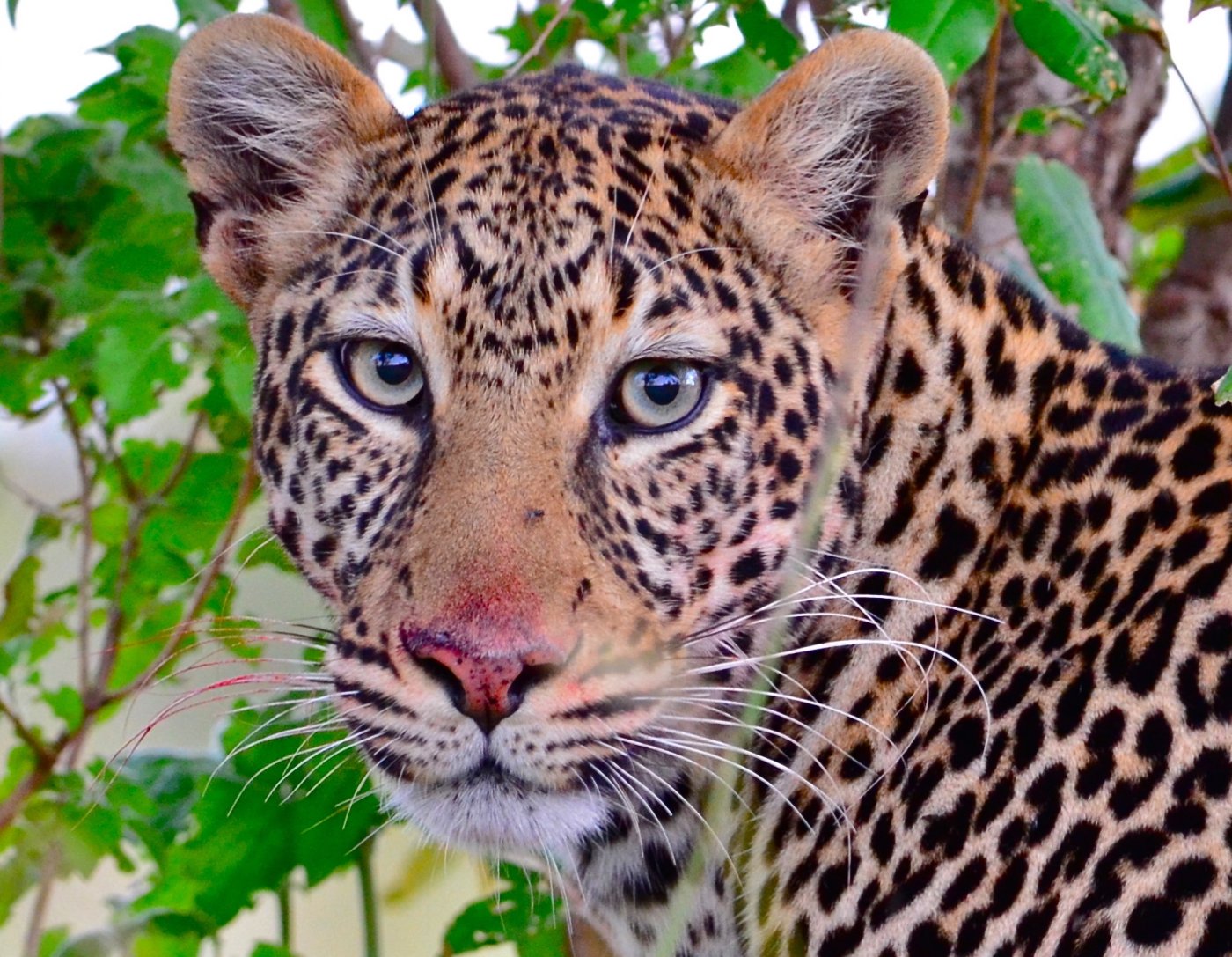 looking into the eyes of a leopard.jpg