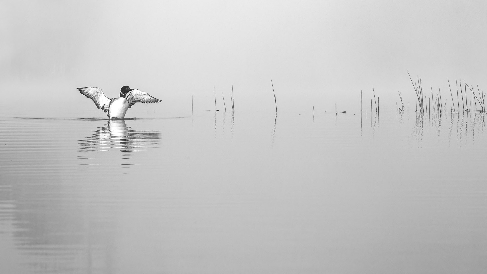 Loon and reeds and a foggy dawn.jpg