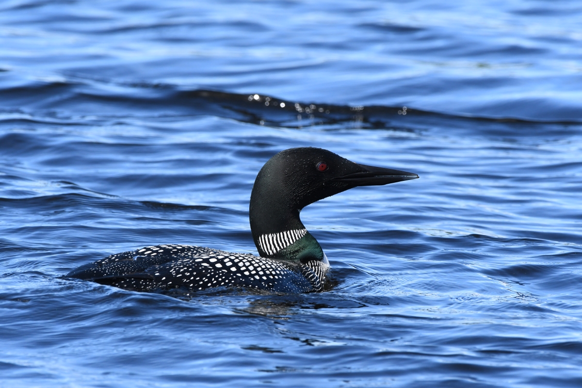 Loon_resized.jpg