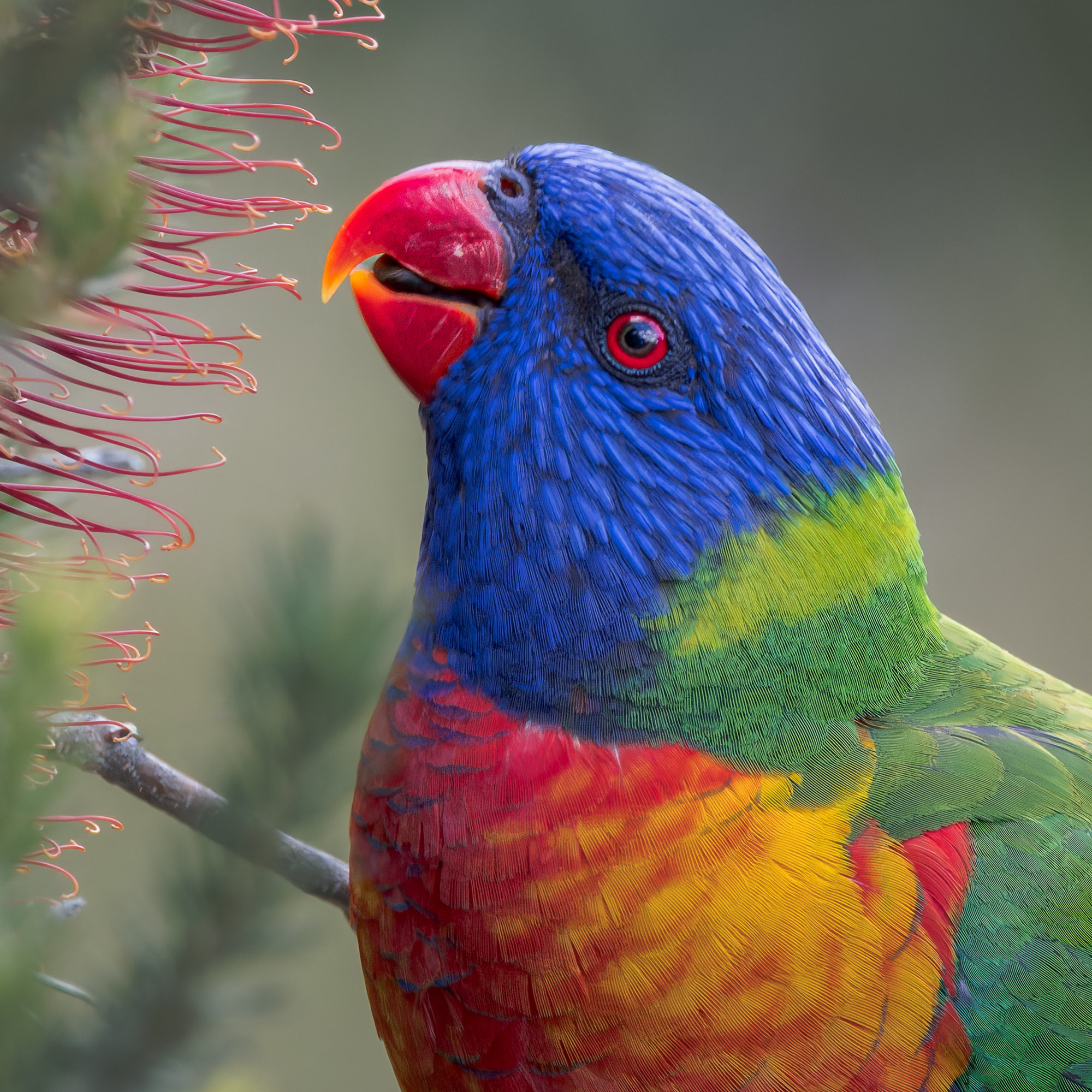 Rainbow Lorikeet : Trichoglossus moluccanus