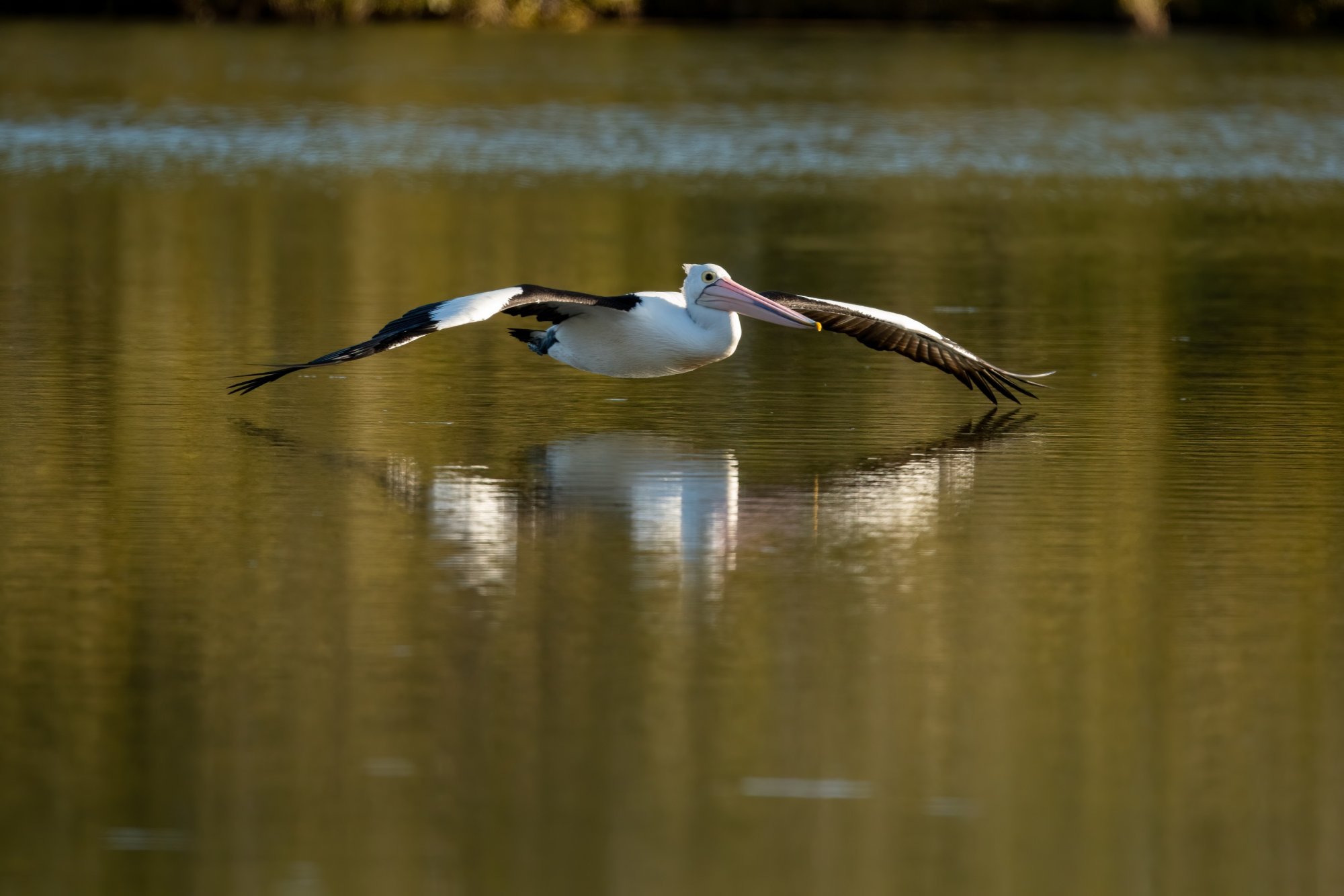 Low-Flying-Pelican.jpg