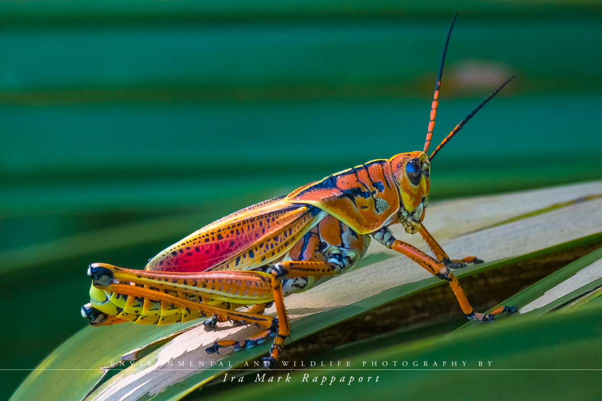 Lubber Grasshopper.jpg