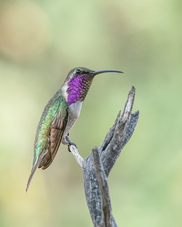 Lucifer Hummingbird  Mary Jo's 850_282507252020.jpg