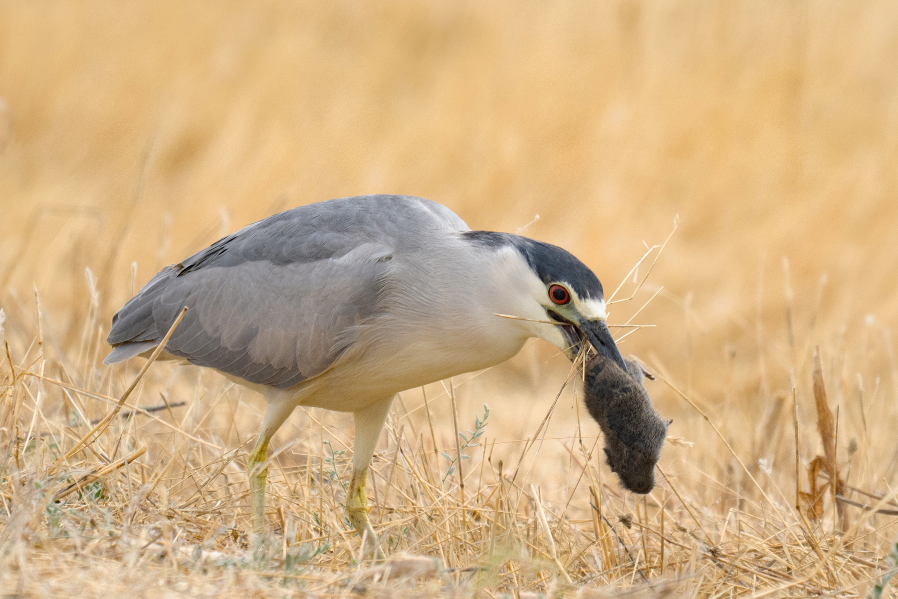 LUNCH TIME FOR A NIGHT HERON  _DSC3743.jpg